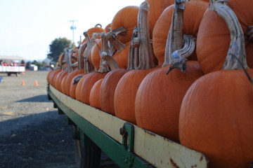 pumpkins in row