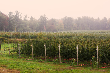Fototapeta na wymiar Landscape of misty apple orchard