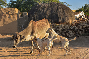 インドのジャイサルメール　クーリー村の住居　牛にちょっかいを出す野良犬 © koujim30