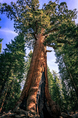 Fototapeta premium Giant Sequoia, Mariposa Grove, Yosemite National Park, California 