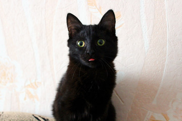 funny cute black kitten awake