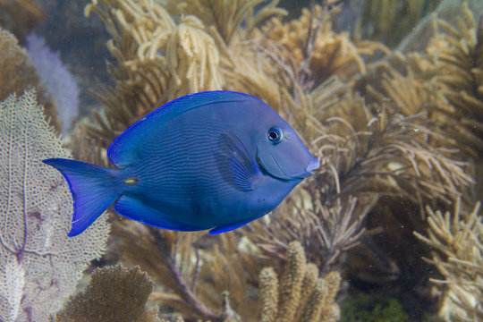 Atlantic Blue Tang on Coral Reef in the Florida Keys