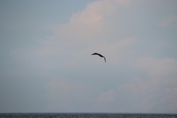 Pelican bird in flight in blue sky over blue sea horizon.