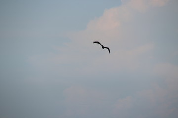 Fototapeta na wymiar Pelican bird in flight in blue sky over blue sea horizon.
