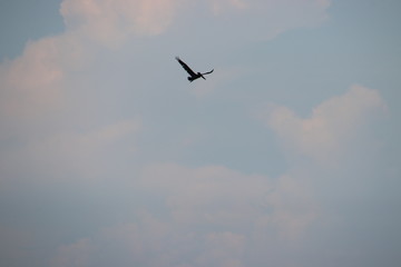 Pelican bird in flight in blue sky over blue sea horizon.