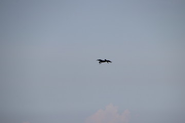 Pelican bird in flight in blue sky over blue sea horizon.