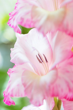 Background of mix Gladiolus flowers, macro, close up © 18042011