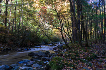 Naklejka premium Middle Prong Little River surrounded by fall foliage in the Great Smoky Mountains National Park, Tennessee