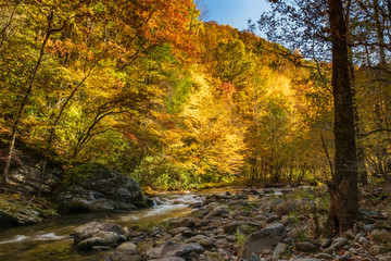 Middle Prong Little River surrounded by fall foliage in the  Great Smoky Mountains National Park, Tennessee
