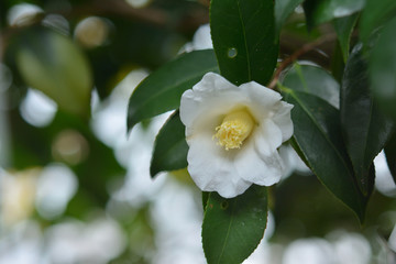 White camellia flower

