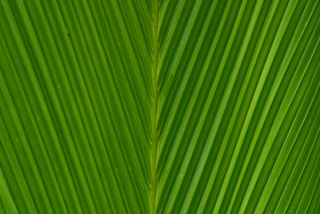 plantas de selva tropical