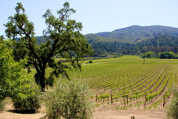 Fototapeta na wymiar rows of vines at a vineyard in Sonoma California