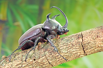 Beetle : Siamese five-horned beetle (Eupatorus siamensis), an endemic species of  rhinoceros beetles in Northeast (Isan) Thailand. Famous exotic pets for fighting game.
