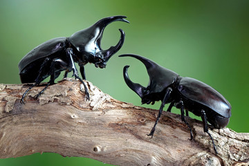 Beetles : Siamese rhinoceros beetle or fighting beetle