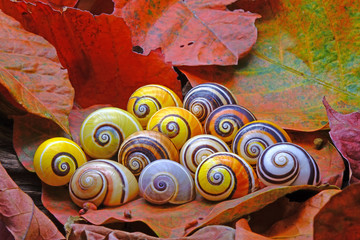 Cuban land snail (Polymita picta) or Painted snail, World's most colorful land snail from Cuba. Endangered and protected species. Selective focus. © Cheattha