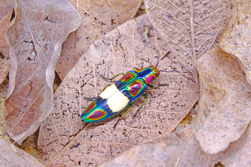 Rainbow Jewel Beetle (Chrysochroa fulgens) the worl most colorful beetle from Thailand and...