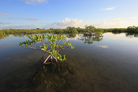 Mangrove Trees And Clouds Reflected In The Serene Water Of Barnes Sound, Florida, In Early Morning Light.