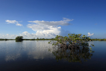Mangrove trees and clouds reflected in the serene water of Barnes Sound, Florida, in early morning light.