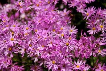 Fototapeta premium pink patch of flowers in a field