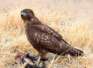 Red-tailed Hawk Eating a Squirrel