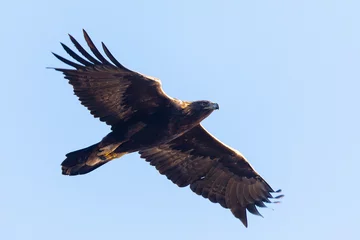 Crédence de cuisine en verre imprimé Aigle Golden eagle flying, seen in the wild in  North California