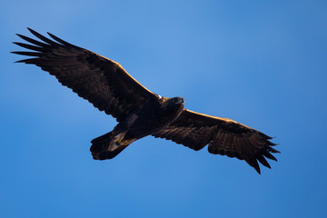 Golden eagle flying, seen in the wild in  North California