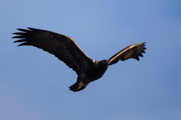 Golden eagle flying, seen in the wild in  North California