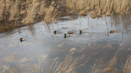 wild ducks near the shore