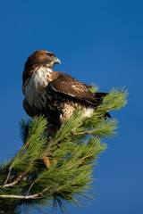 Red-tailed hawk perched on a tree, seen in the wild in North California