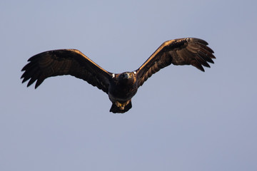 Golden eagle flying, seen in the wild in  North California