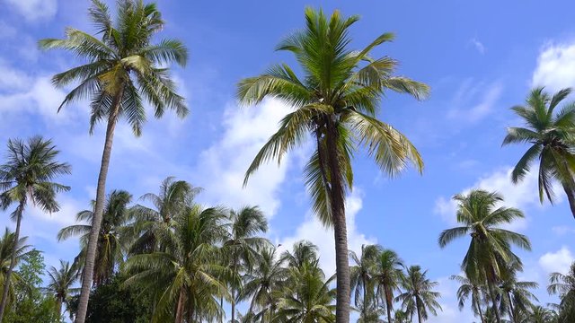 Top of coconut palm tree on blue sky background. nature,travel and relaxation concept.