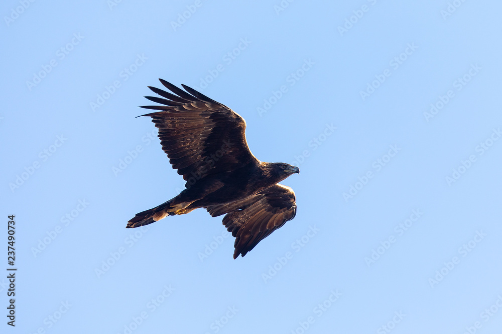 Canvas Prints Golden eagle flying, seen in the wild in  North California