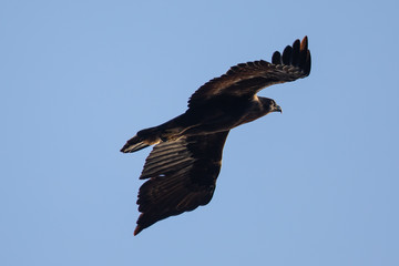 Golden eagle flying, seen in the wild in  North California