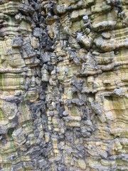 textura de árbol