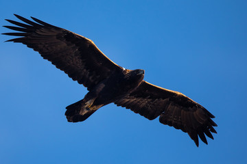 Golden eagle flying, seen in the wild in  North California © ranchorunner