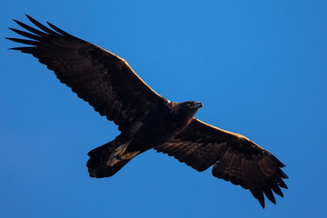 Golden eagle flying, seen in the wild in  North California