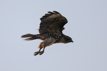 Red-tailed hawk diving on a prey, seen in the wild in North California