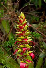 flores tropicales de la selva