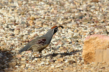 Gambel's Quail (Callipepla gambelii)