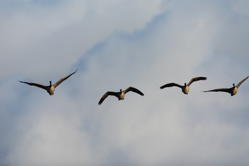 Canada geese flying in formation against clouds, seen in the wild near the San Francisco Bay