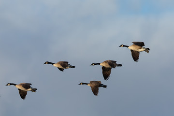 Canada geese flying in formation against clouds, seen in the wild near the San Francisco Bay