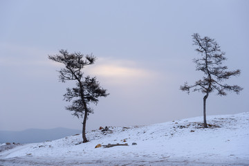 Fototapeta na wymiar two trees on the mountainside in Siberia, Lake Baikal