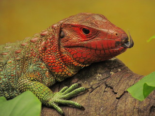 iguana