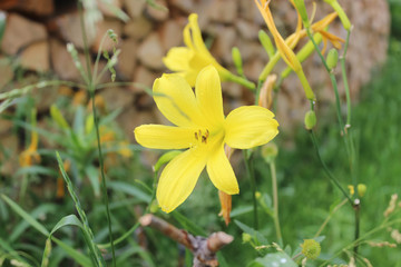 Fototapeta na wymiar Petals yellow lilies.