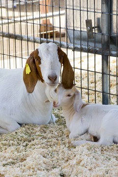 Brown and white female Boer goat sitting down next to her kid, with an ear tag.