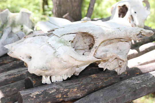 The skull of a wild animal.