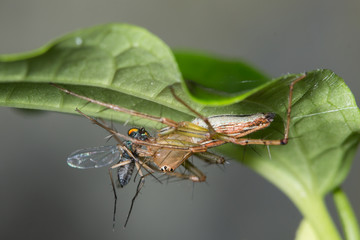 lynx spider feeding on long legged fly at underside of green leaf