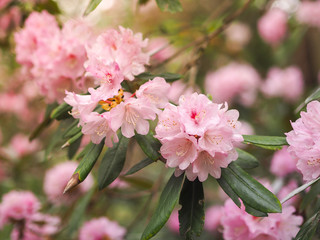 pink flowers in the garden