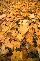 Many yellow leaves on the grass