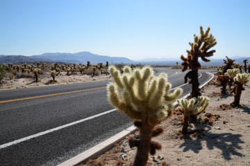 Cholla Cactus Garden - California USA © Agata Slota